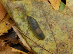 Krynickillus melanocephalus