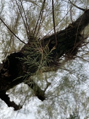 Cryphonectria parasitica