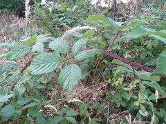 Rubus grabowskii