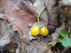 Loranthus europaeus