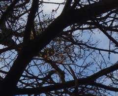 Loranthus europaeus