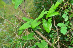 Tinospora dentata