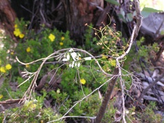 Drosera pallida