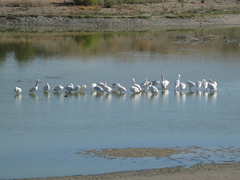 Pelecanus erythrorhynchos