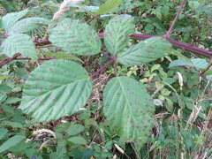 Rubus grabowskii