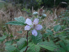 Rubus grabowskii