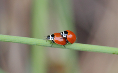 Cycloneda fulvipennis