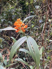 Elleanthus aurantiacus