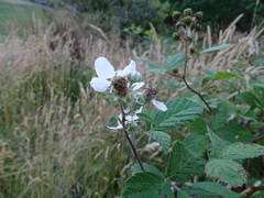 Rubus grabowskii