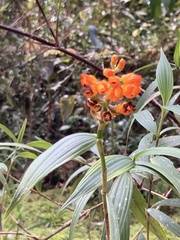 Elleanthus aurantiacus