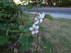 Rubus grabowskii