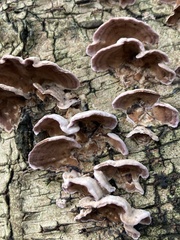 Trichaptum abietinum