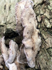 Trichaptum abietinum