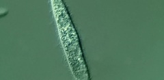 Trachelophyllum brachypharynx