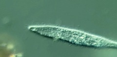 Trachelophyllum brachypharynx
