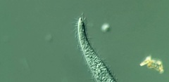 Trachelophyllum brachypharynx