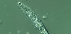 Trachelophyllum brachypharynx