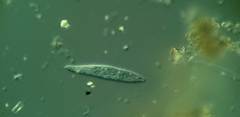 Trachelophyllum brachypharynx
