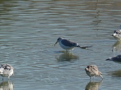 Larus californicus