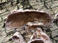 Trichaptum abietinum