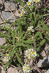 Ivesia utahensis