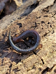 Plethodon ventralis