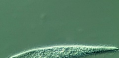 Trachelophyllum brachypharynx