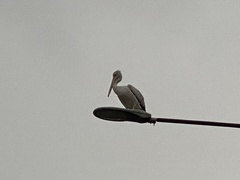 Pelecanidae