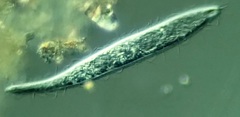 Trachelophyllum brachypharynx