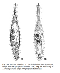 Trachelophyllum brachypharynx