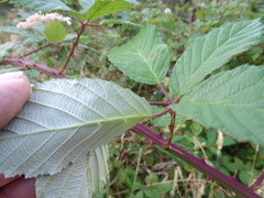 Rubus grabowskii