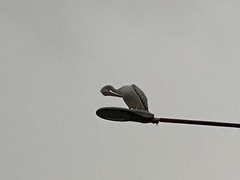Pelecanidae