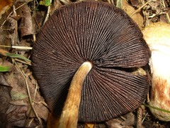 Lacrymaria lacrymabunda