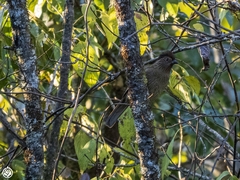 Grammatoptila striata