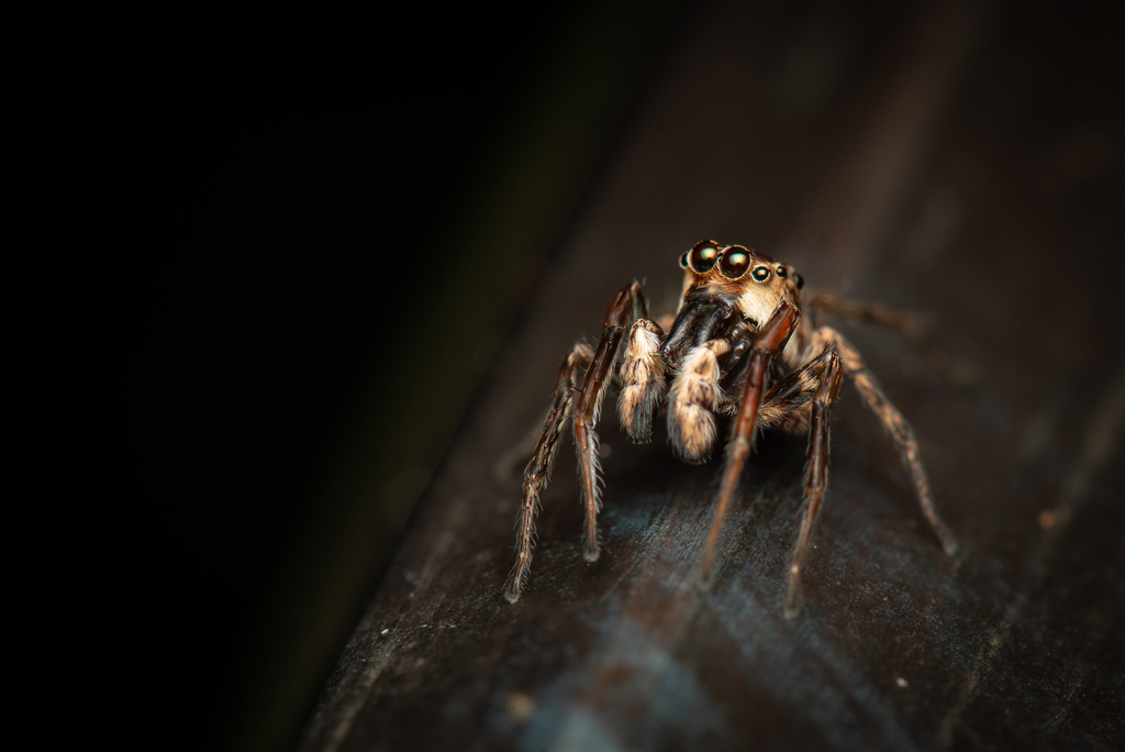 Cocalus murinus
