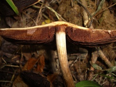 Lacrymaria lacrymabunda