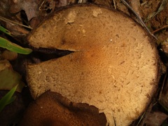 Lacrymaria lacrymabunda