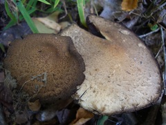 Lacrymaria lacrymabunda