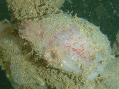 Ascidiella aspersa