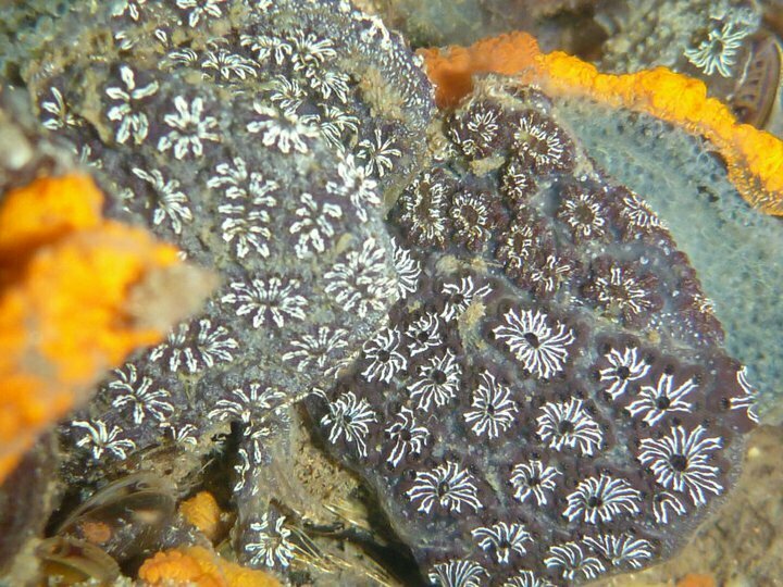 Golden Star Tunicate