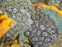 Golden Star Tunicate photo 1