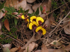 Bossiaea ornata
