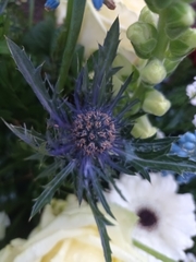 Carlina vulgaris