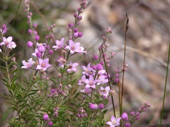 Philotheca spicata