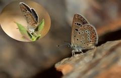 Polyommatus alcedo