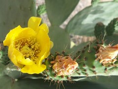 Opuntia leucotricha