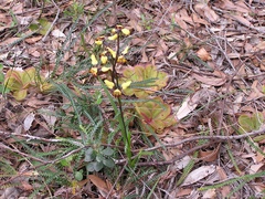 Diuris corymbosa