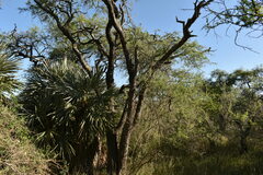 Prosopis nigra