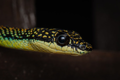 Chrysopelea paradisi