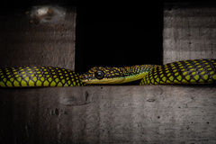 Chrysopelea paradisi